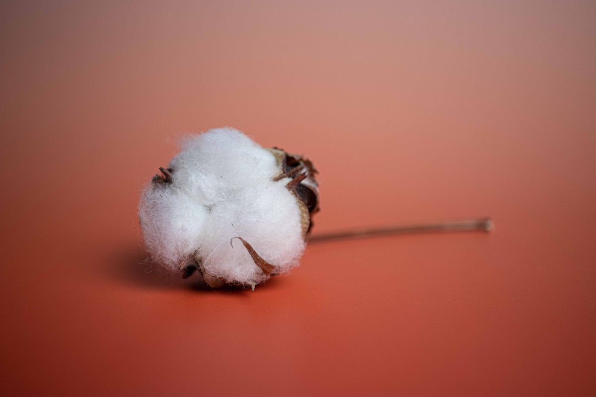 A cotton boll, representing the soft, breathable comfort of a non-padded bra